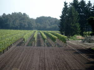 Overzicht wijngaard