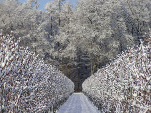 sneeuw in de wijngaard