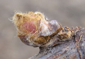 close up druiven knop