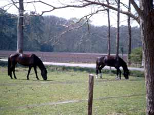 Paarden