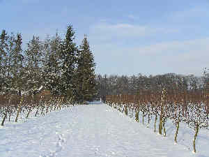 sneeuw in de wijngaard
