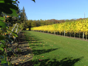 Herfst in de wijngaard