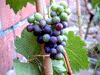 Rode wijn druiven